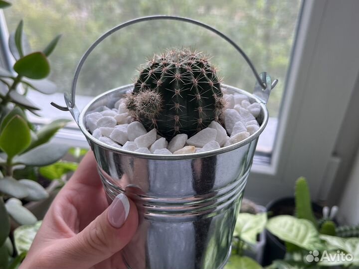 Кашпо с кактусом эхинопсис