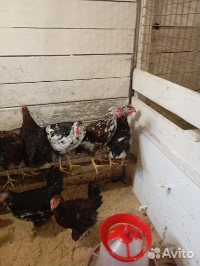 Петухи ливенские ситцевые