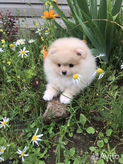 Щенки померанского шпица медвежьего типа