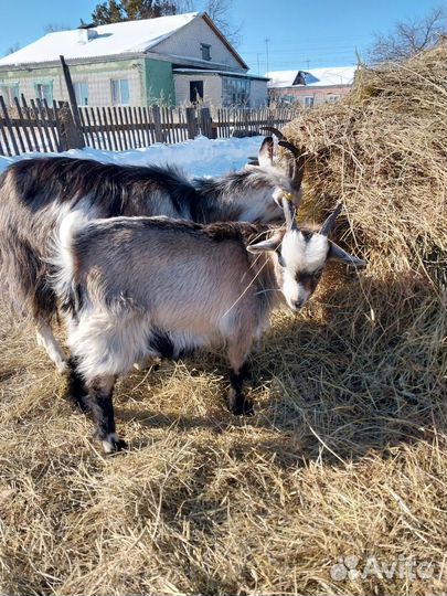 Козлята
