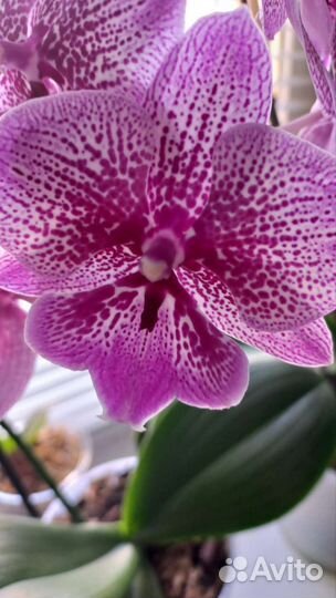 Орхидея фаленопсис биг лип