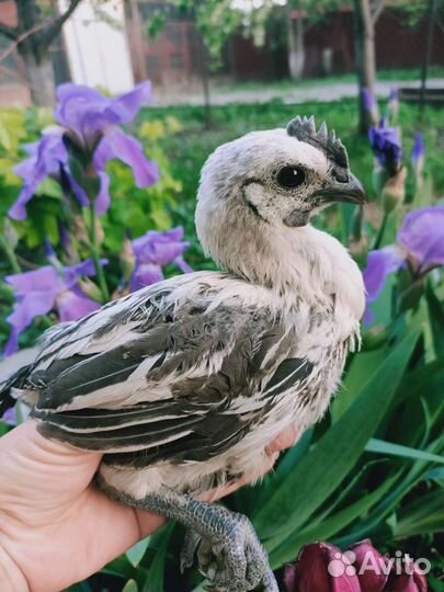 Инкубационное яйцо