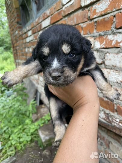 Щенки метисы хаски