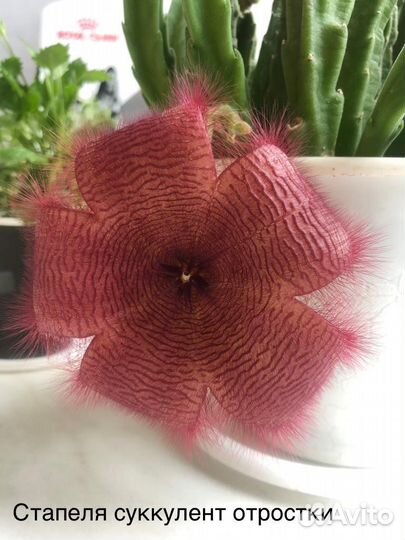 Цветы комнатные