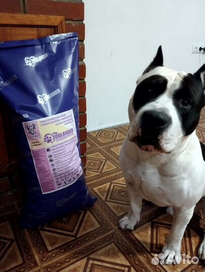 Гипоаллергенный сухой корм для собак