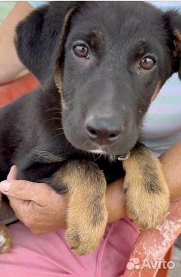 Щенок в добрые руки