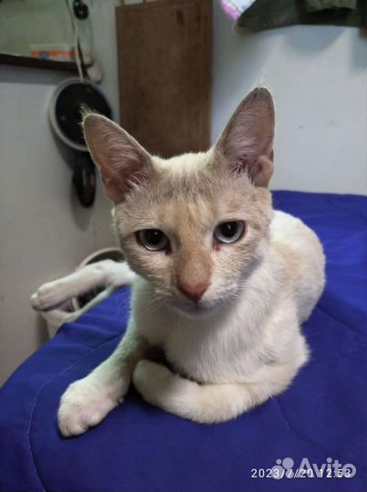 Тайская кошка