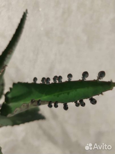 Каланхоэ лечебное