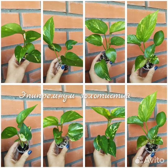 Эпипремнумы, сциндапсус (обновление Август)