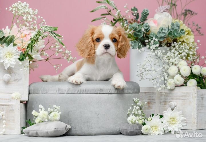 Кавалер Кинг чарльз спаниель девочка