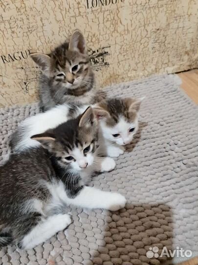 Котенок в дар бесплатно