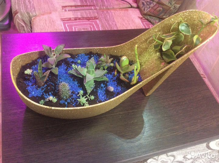 Композиция из кактусов(суккулентов) и др