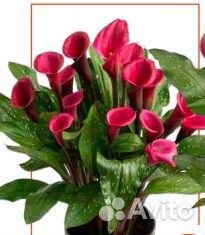 Клубни каллы оптом