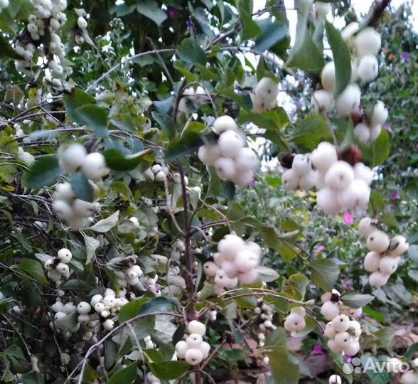 Снежноягодники разные