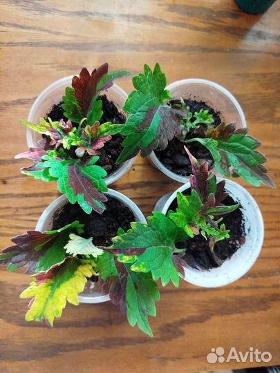 Колеусы,2 часть