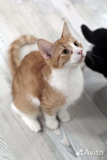Рыжий котенок