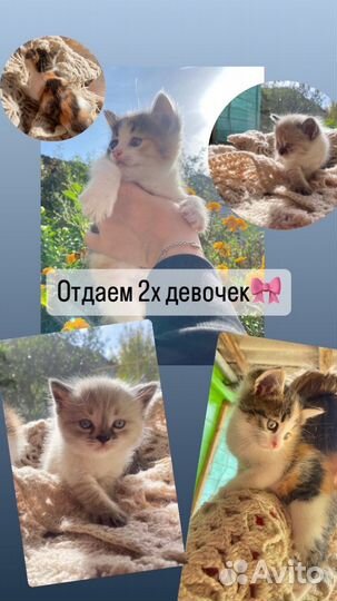 Котята в добрые руки