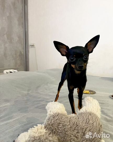 Мини той-терьер Вязка