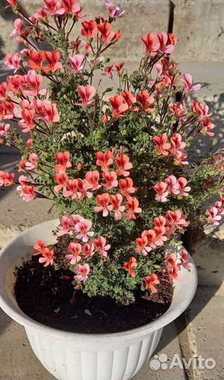 Пеларгония ангелы, стеллары