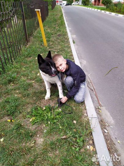 Американская акита