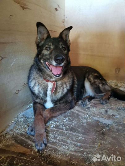 У Блюза нет зубов, но есть сердце