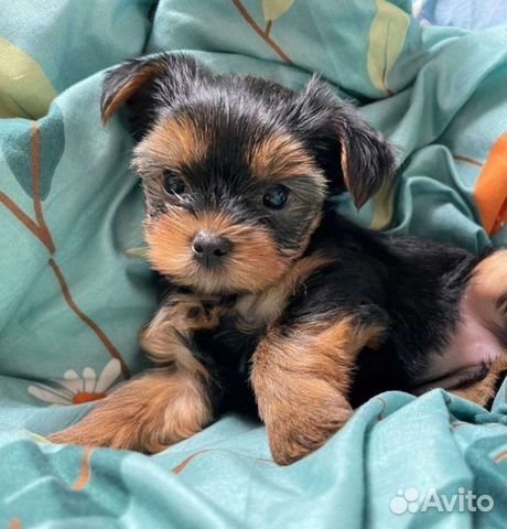Авито красноярск йоркширские терьеры. Найдена собака йоркширский терьер красноярск. Йоркширский терьер без документов. Мини йорк черный. Йоркширский терьер щенок 1 месяц.