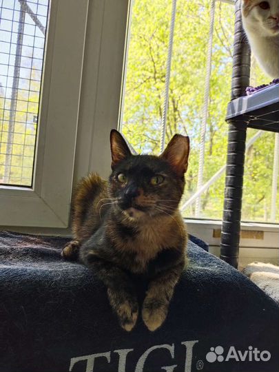 Кошечка в добрые ручки