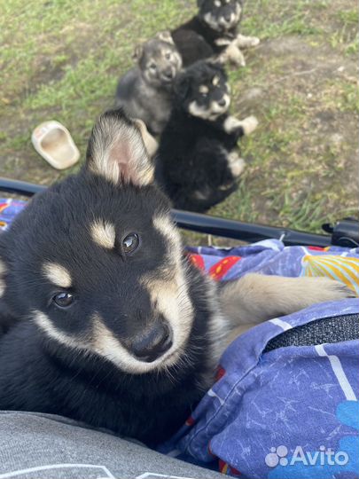 Щенки маламут