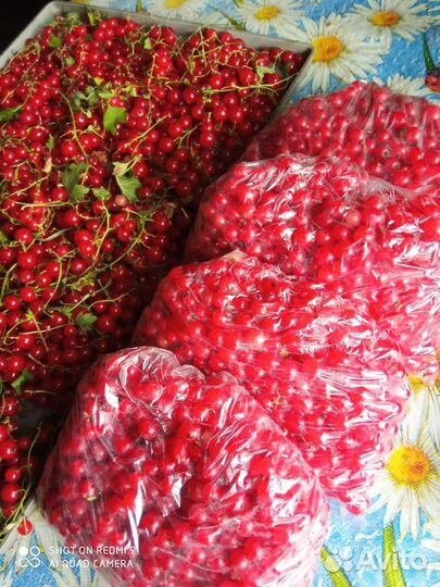 Смородина красная