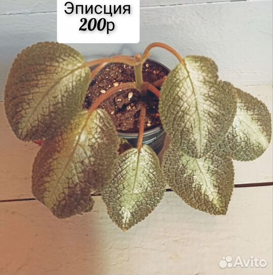 Комнатные растения разные