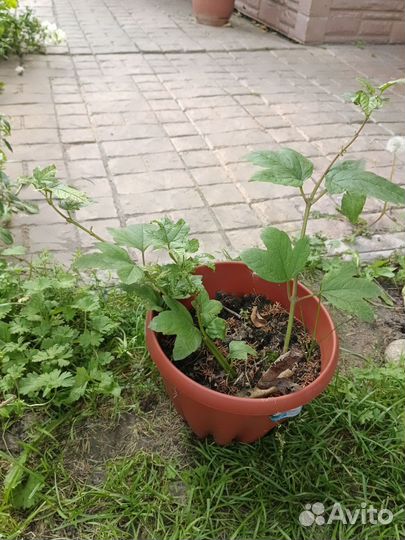 Калина бульденеж