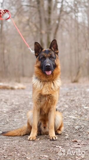 Немецкая овчарка.Вязка. Щенки