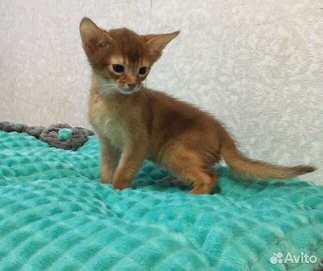 Абиссинские котята