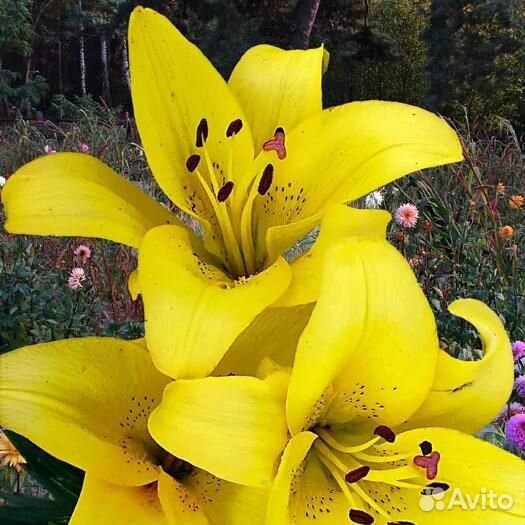 Лилия Йеллоу Даймонд