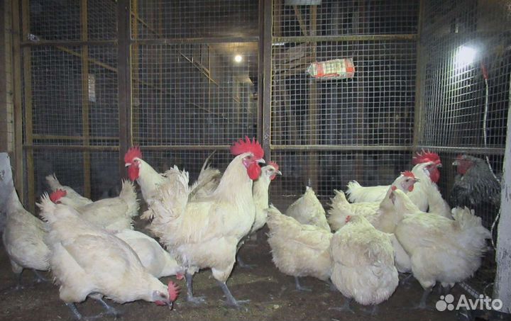 Инкубационное яйцо