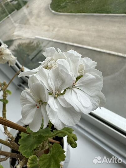 Пеларгония герань