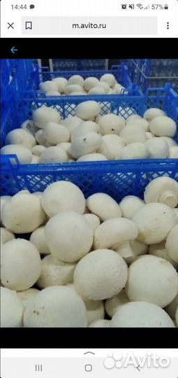 Грибы шампиньоны