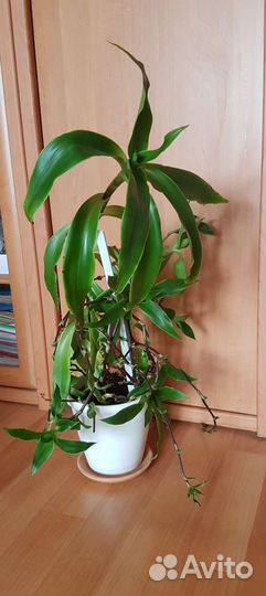 Растение золотой ус