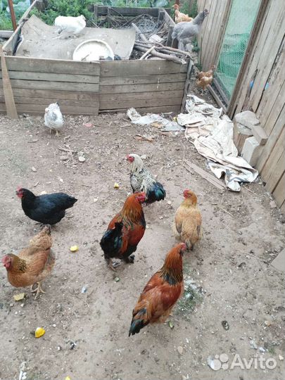 Молодые петушки