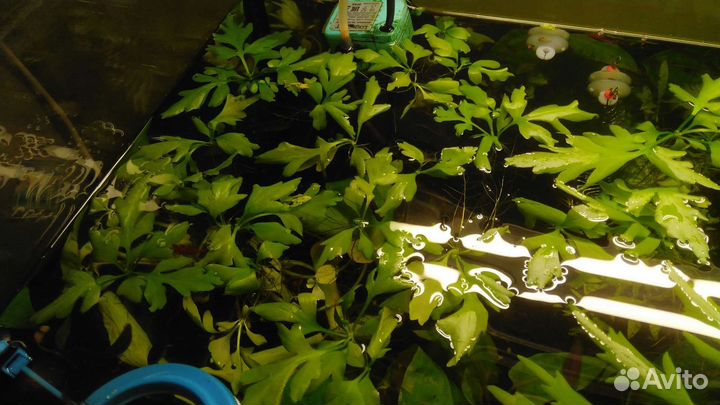 Папоротник цератоптерис крыловидный для аквариума
