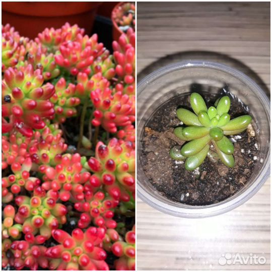 Суккуленты