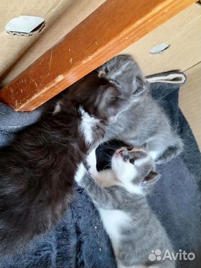 Отдам котят в добрые ручки