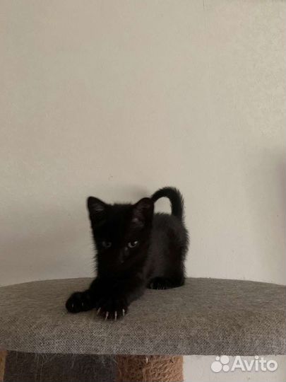 Котенок Черкаш