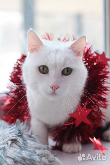 Флюк, фенотип турецкий ван