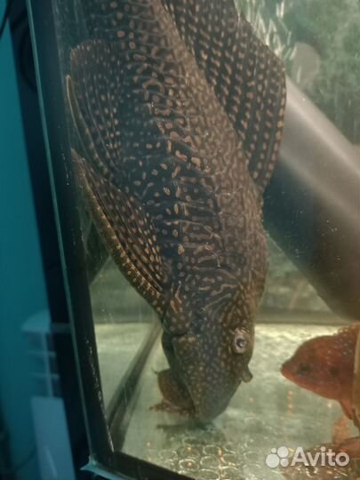 Сом парчевый