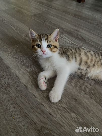 Британский котенок