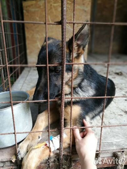 Ветеринарный врач на дом (+ узи, тонометрия)