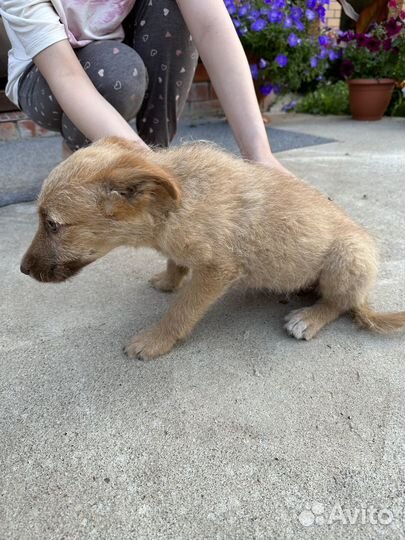 Собака дворняжка щенок