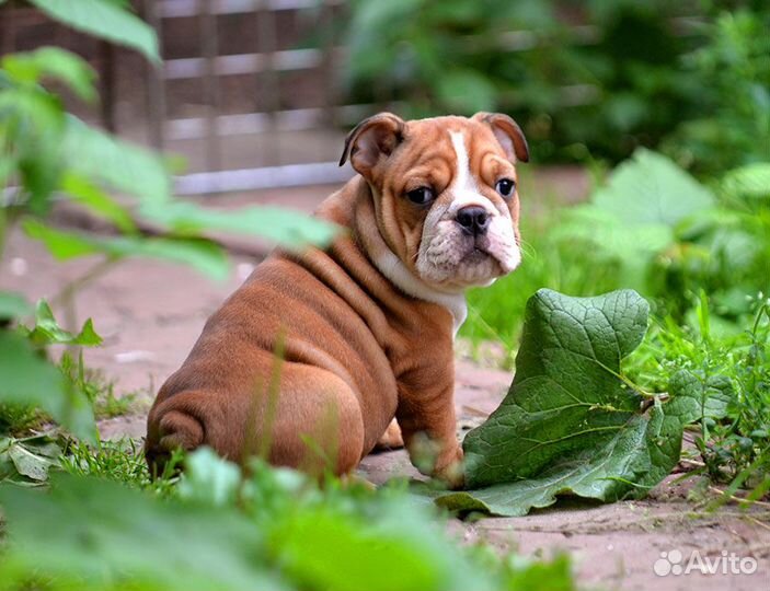 Щенки девочки английского бульдога