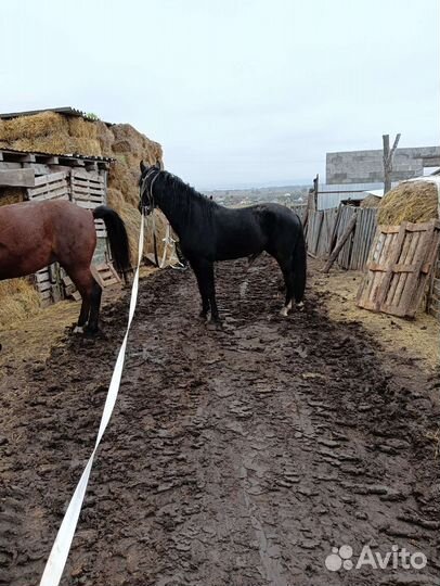 Лошадь жеребец